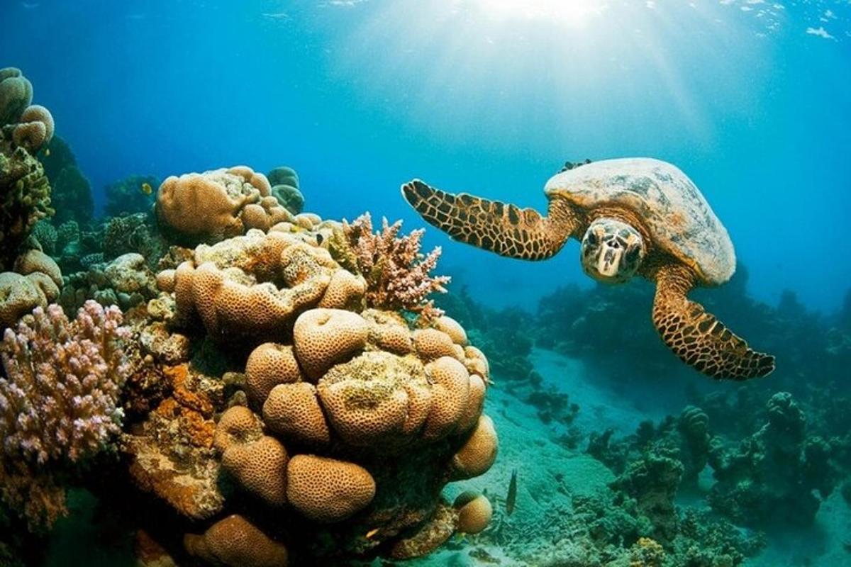 una tortuga i una calavera en un escull de corall