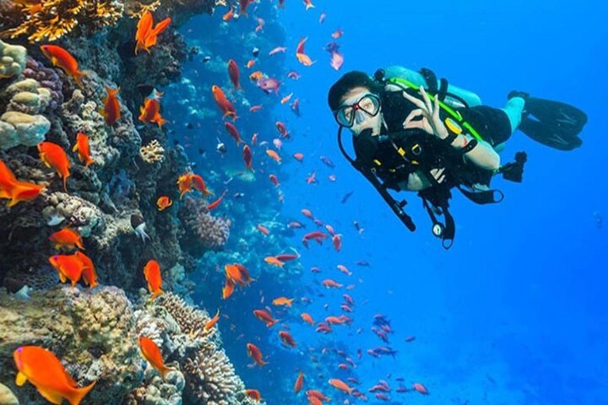 seseorang berenang di atas terumbu karang dengan ikan