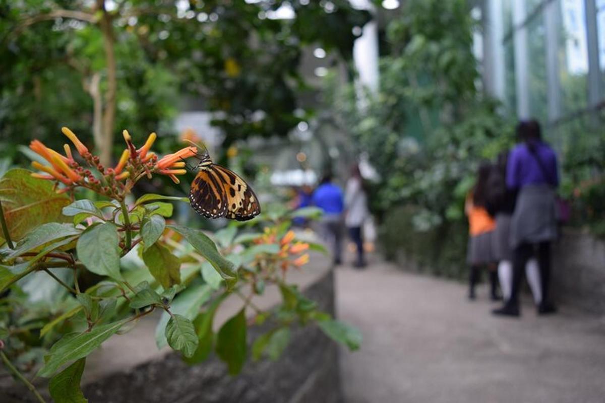 una mariposa sentada en una flor en un jardín