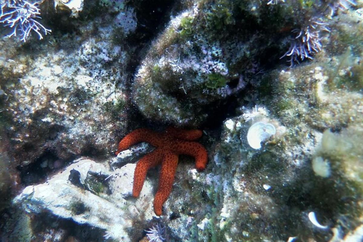 Ένας κόκκινος αστερίας κάθεται στον ύφαλο