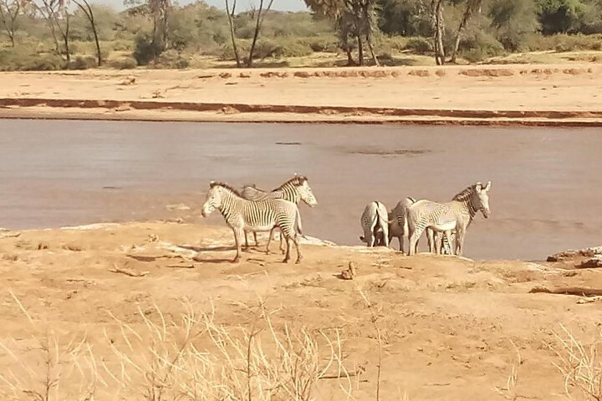 un gruppo di zebre in piedi davanti a uno specchio d'acqua