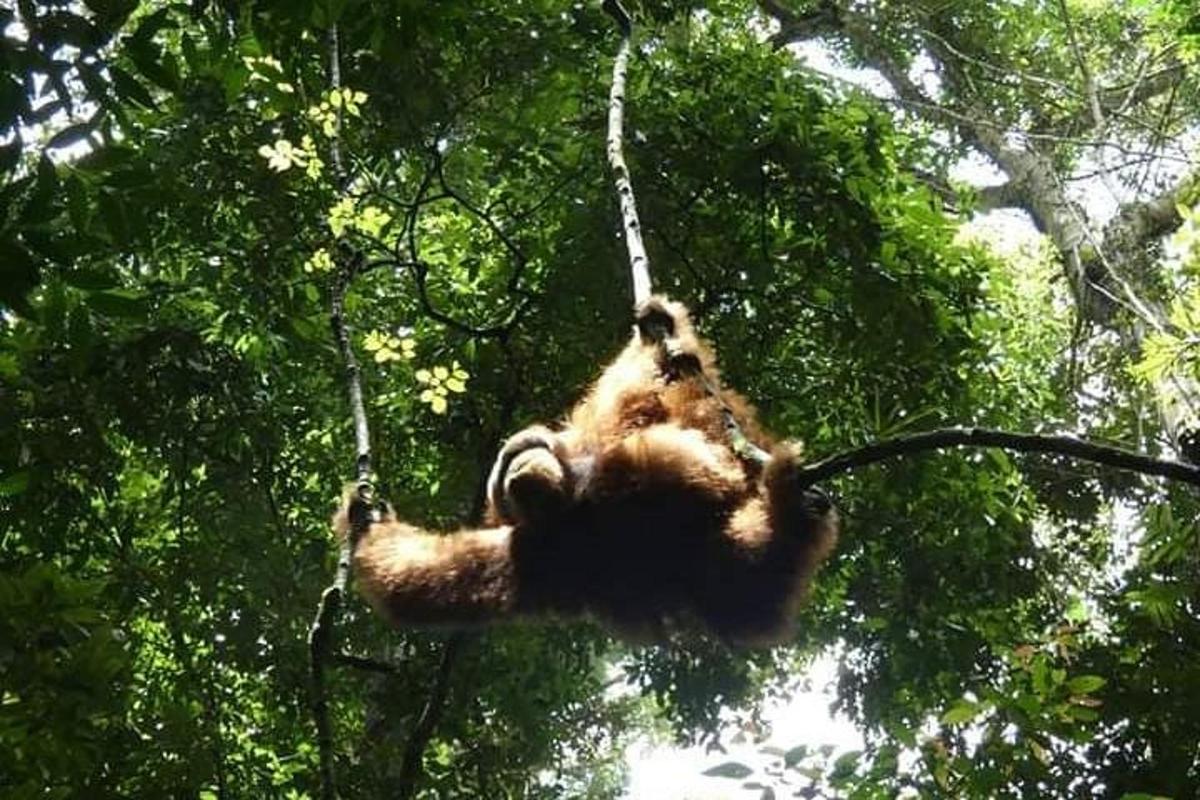 an elephant hanging from a tree in the forest