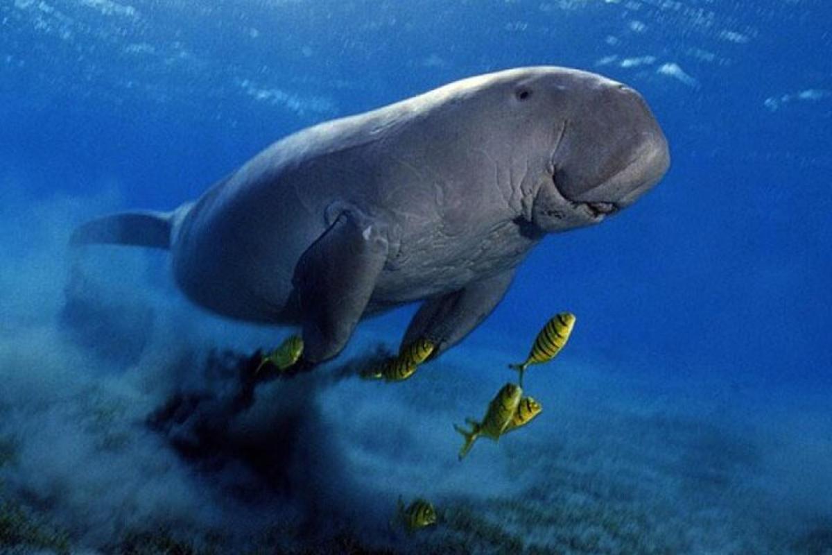un delfino che nuota nell'acqua con un pesce