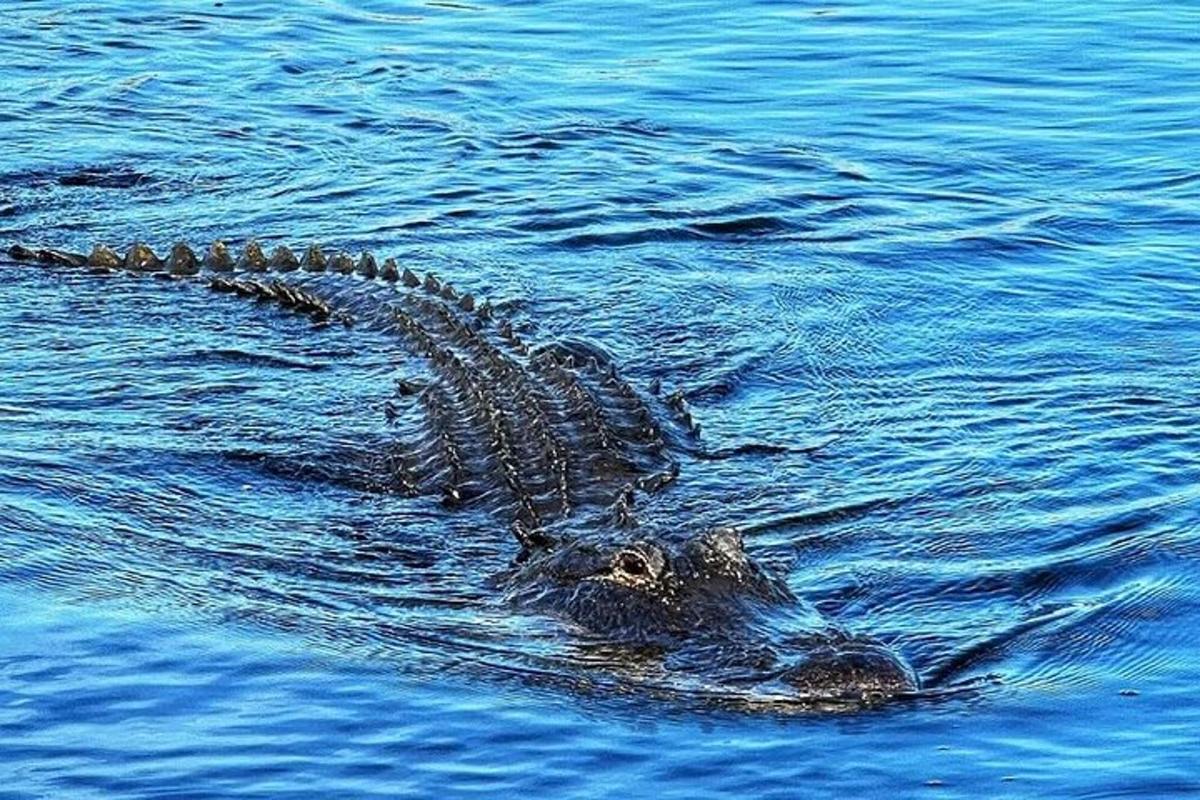 a alligator swimming in the water in the water
