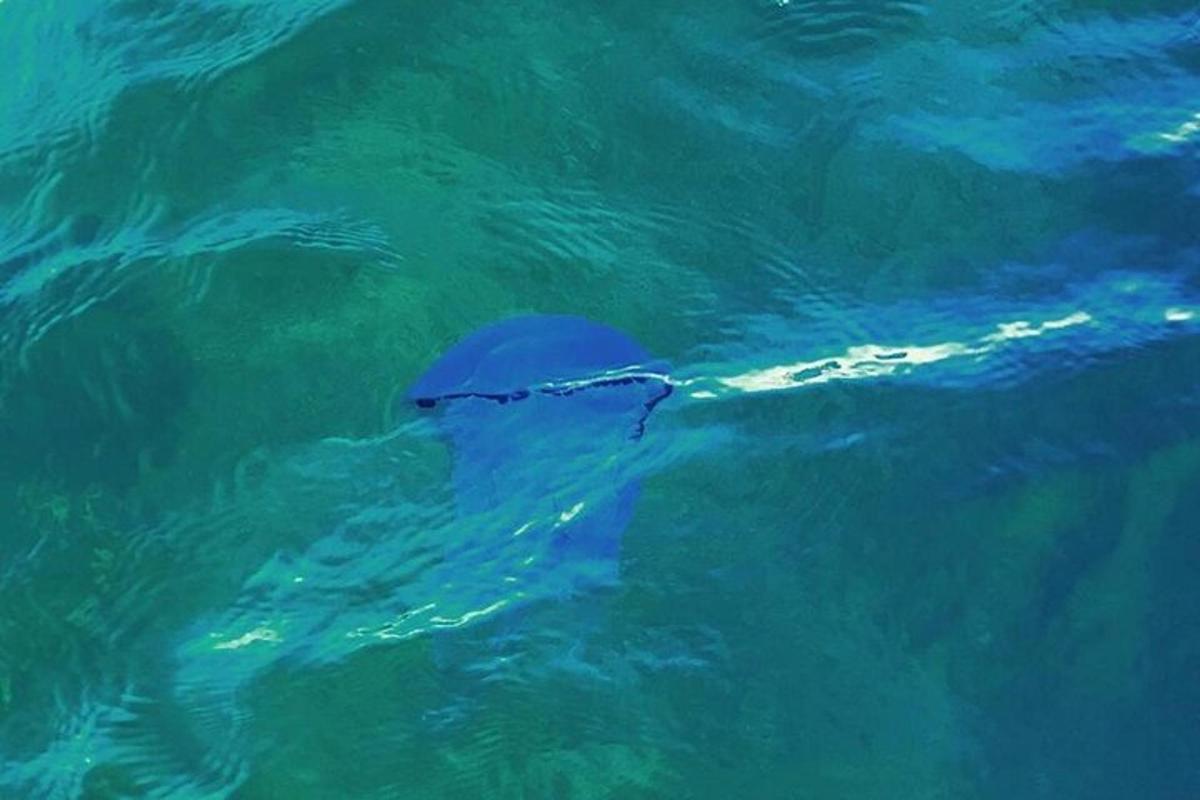 delfin plava v modri vodi
