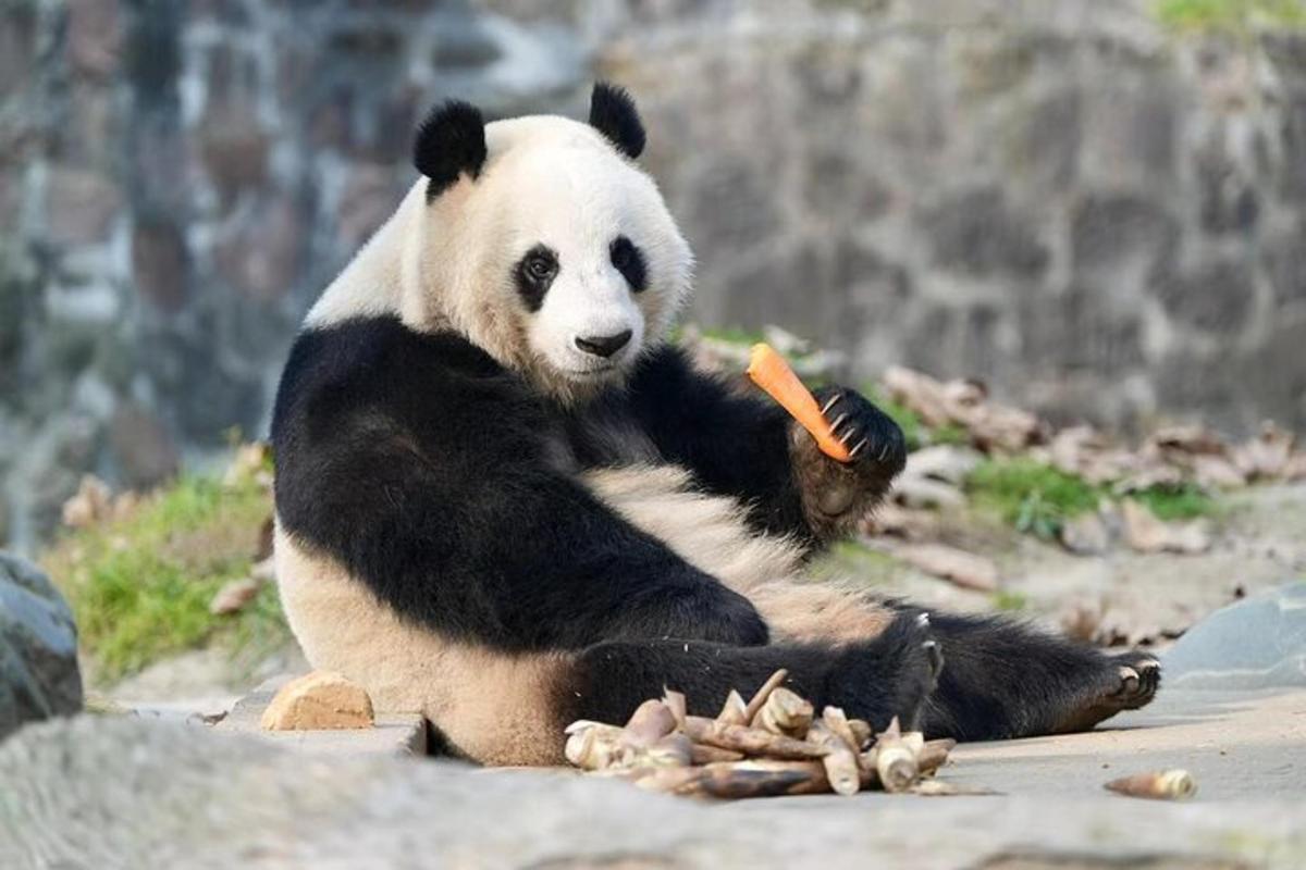 一只熊猫坐在地上吃胡萝卜