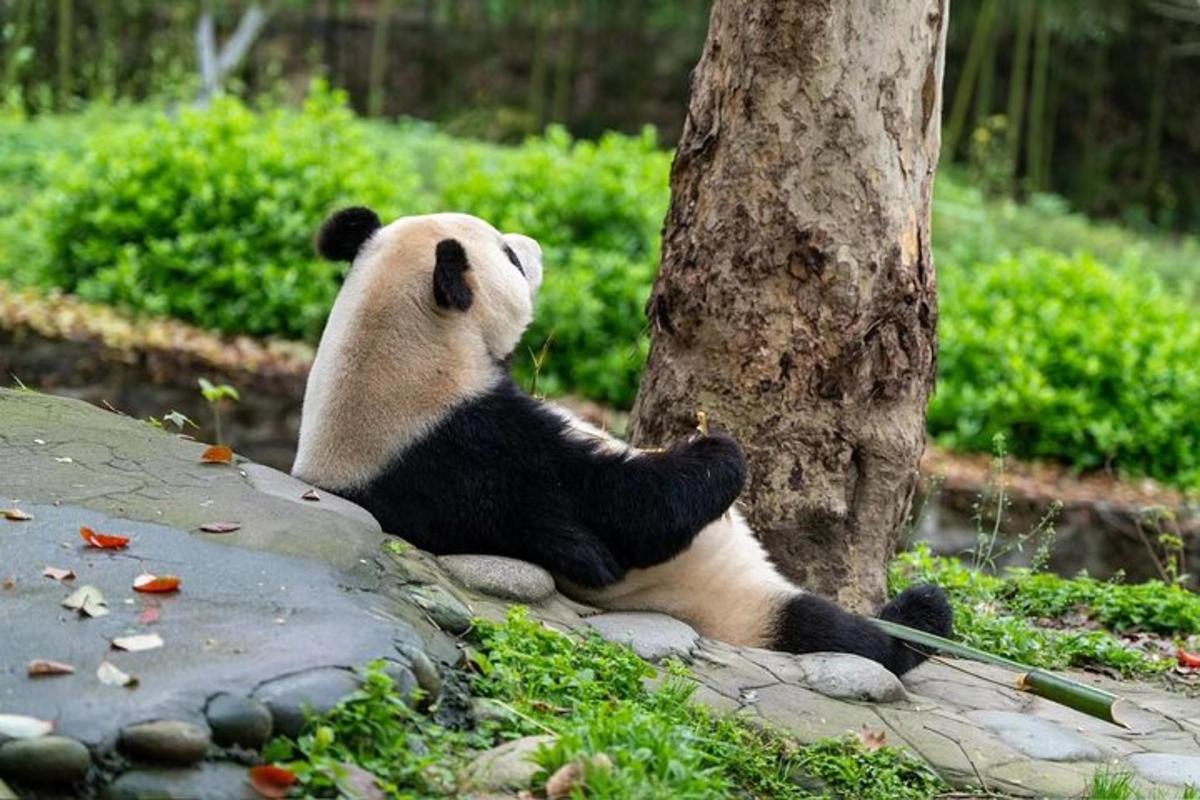 一只熊猫坐在树旁的地上