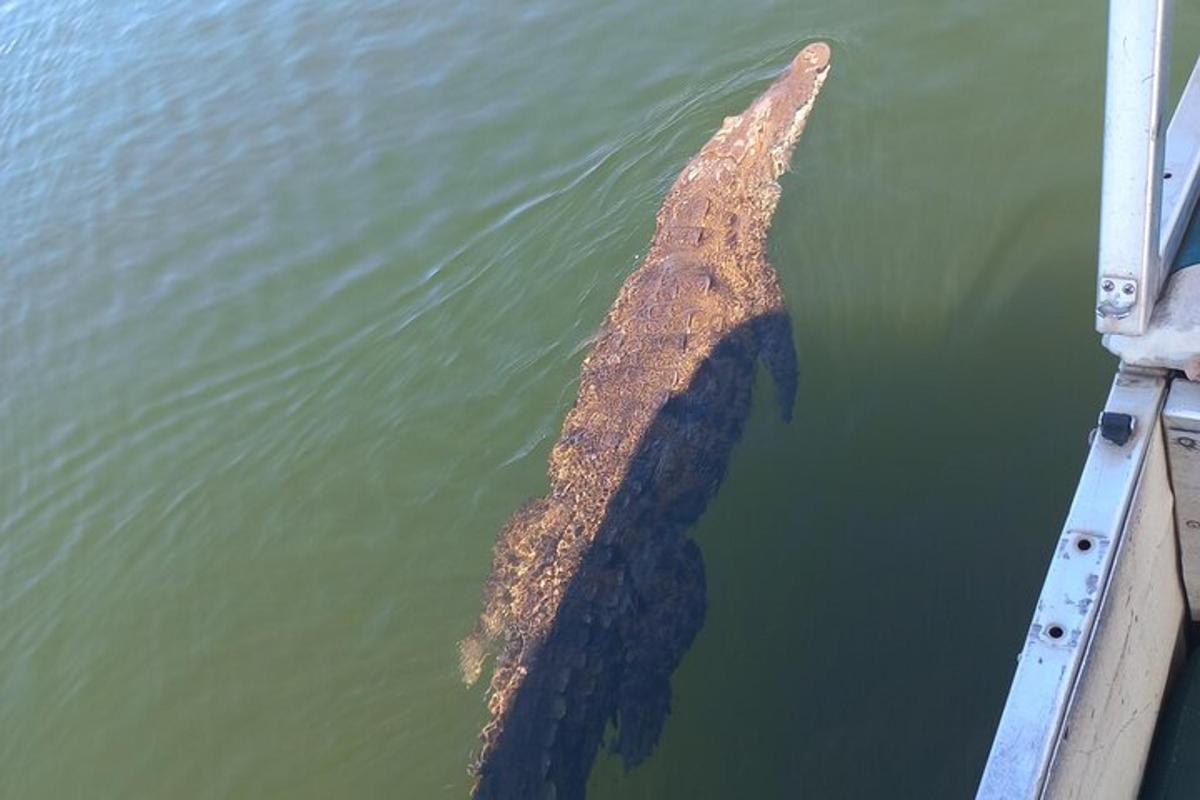 un elefante che spunta dall'acqua accanto a una barca