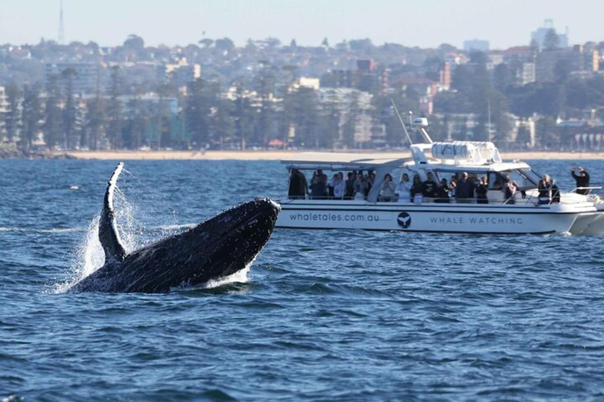a whale in the water next to a boat