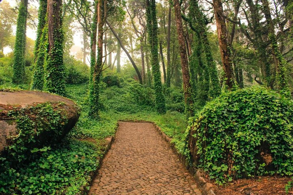 jalan setapak di tengah hutan dengan pepohonan