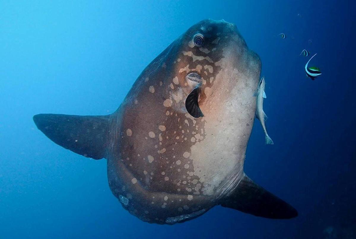 a whale shark swimming in the blue water
