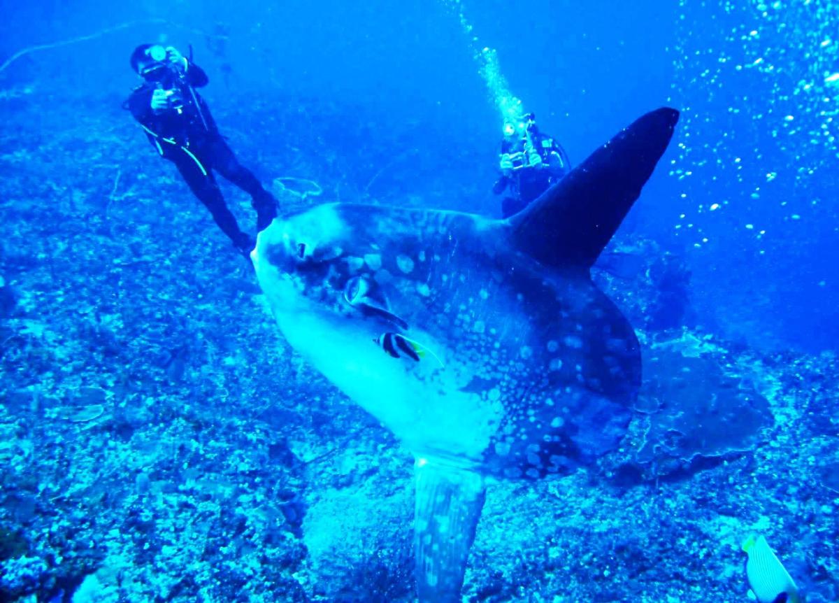 a person standing next to a shark in the water