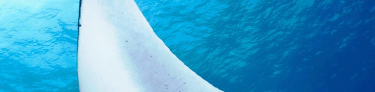 a close up of a surfboard in the water