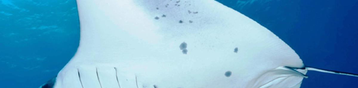 a close up of a white polar bear on a wall