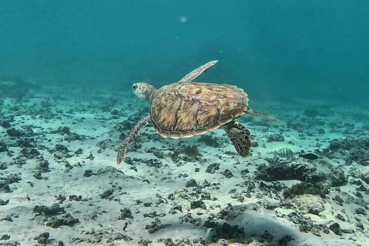 penyu hijau berenang di dalam air