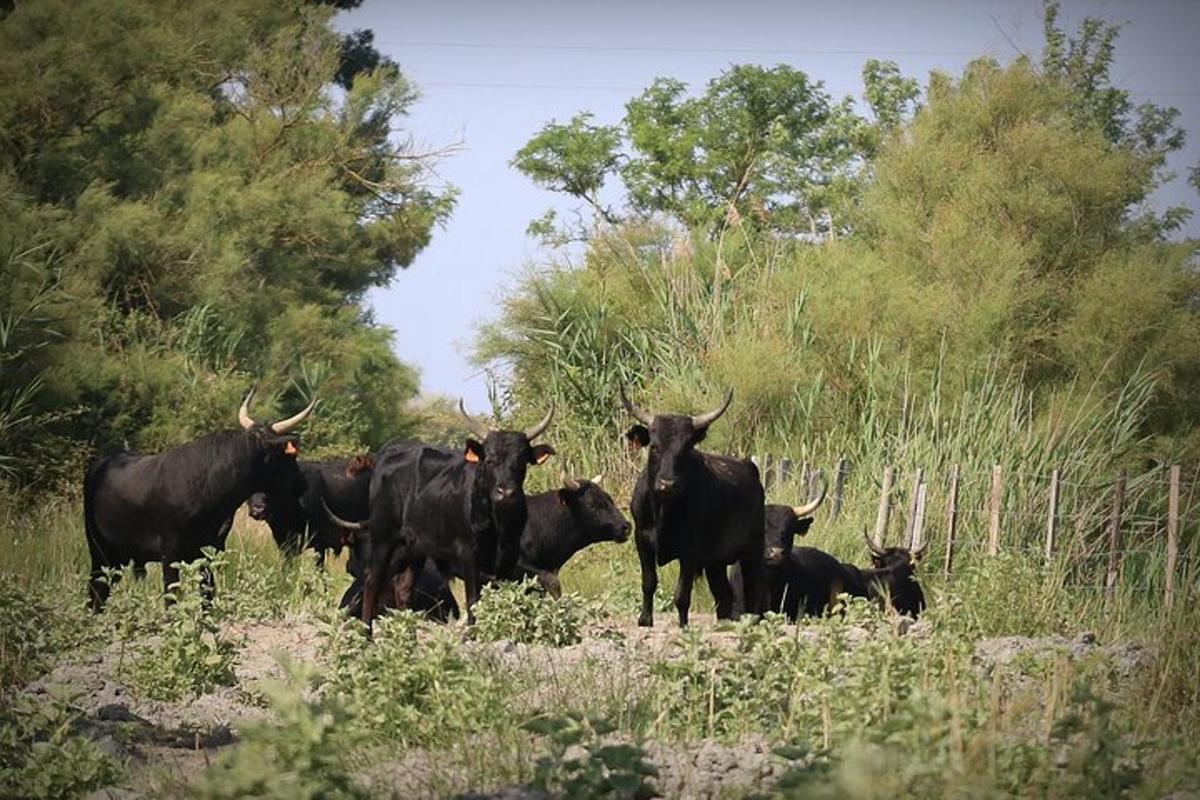 Lankytinos vietos ar pramogos nuotrauka numeris 3