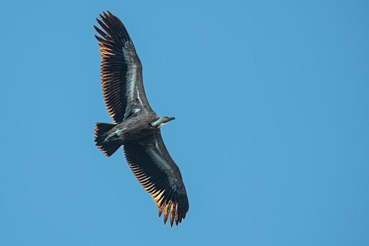 a bird flying in the sky