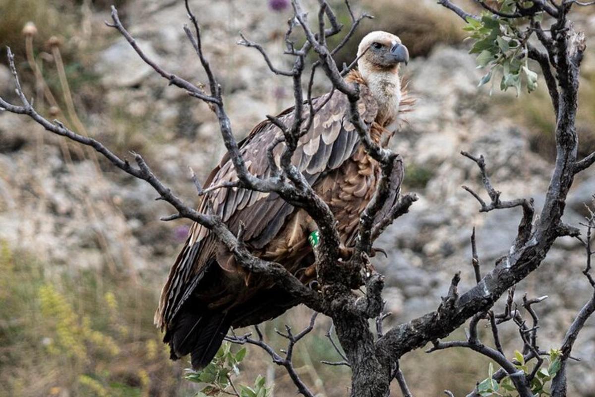 un ocell posat a la part superior d'una branca d'arbre