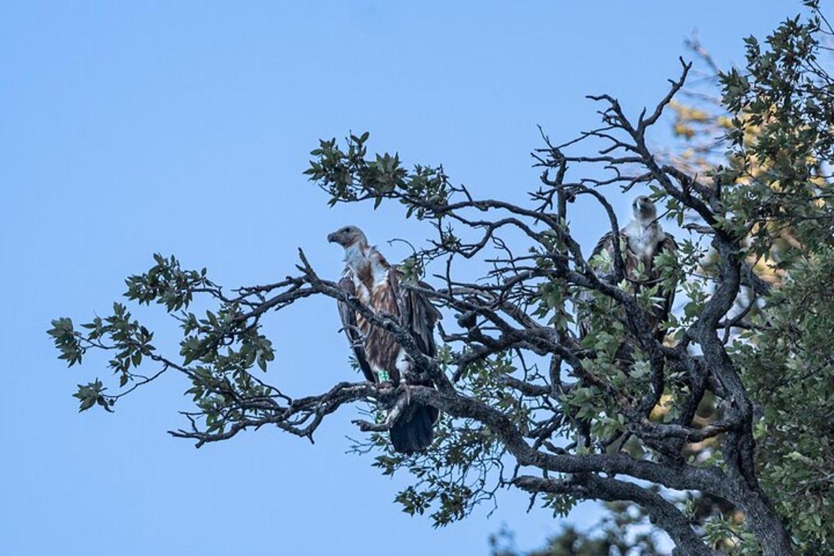 dos ocells posats a dalt d'un arbre