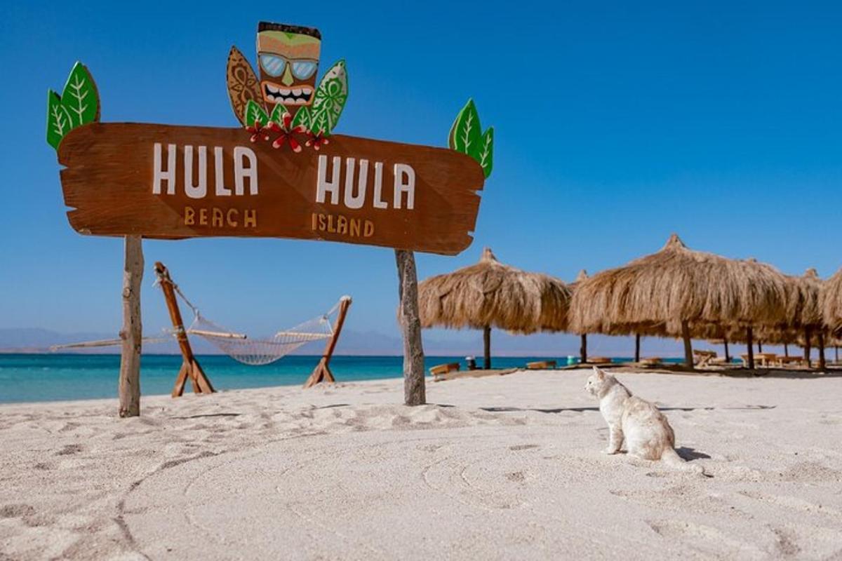 un gatto seduto accanto a un cartello su una spiaggia