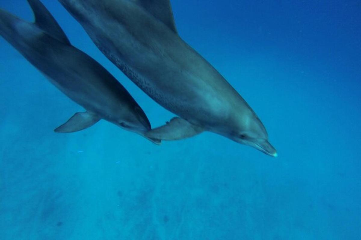una coppia di delfini che nuotano nell'acqua