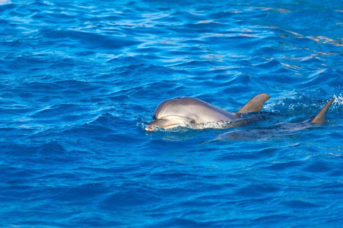 un delfino che nuota in uno specchio d'acqua