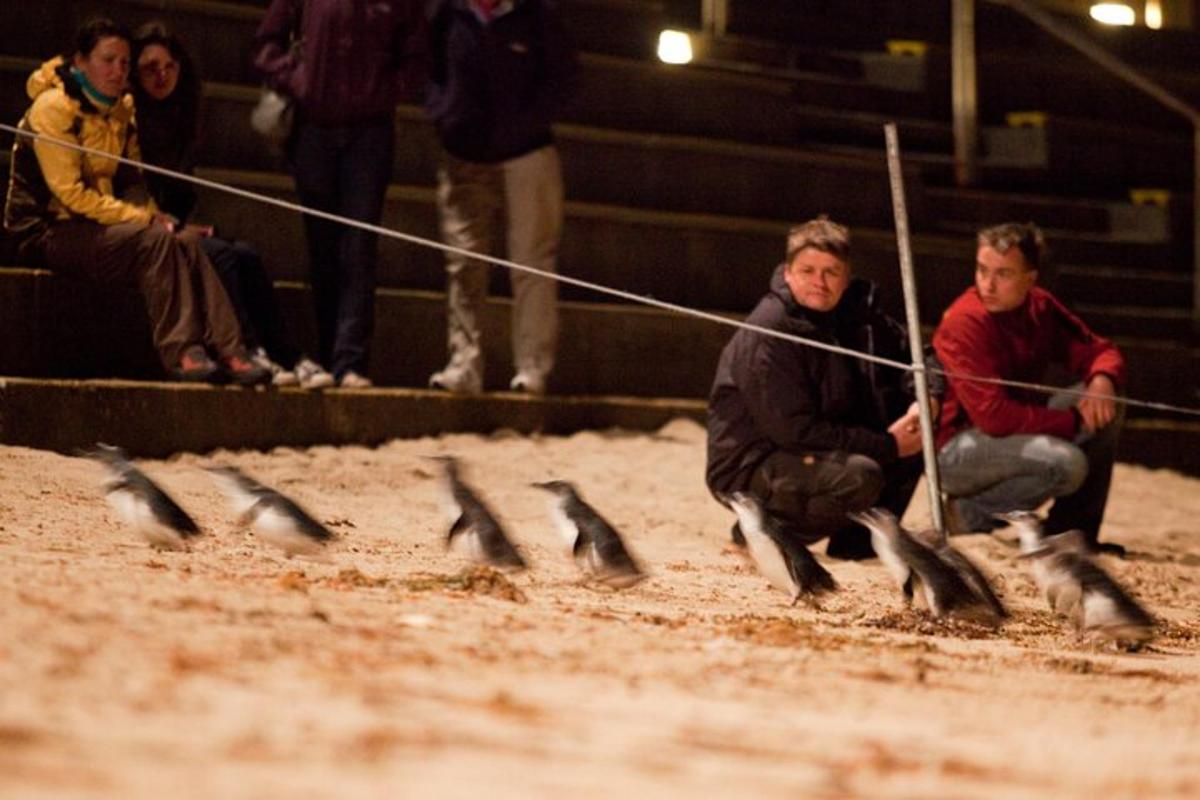 un gruppo di uccelli nella polvere con le persone