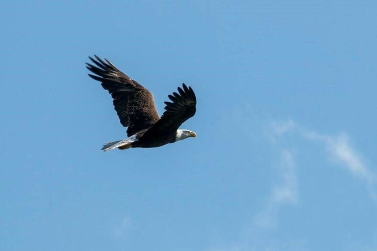 an eagle flying in the blue sky