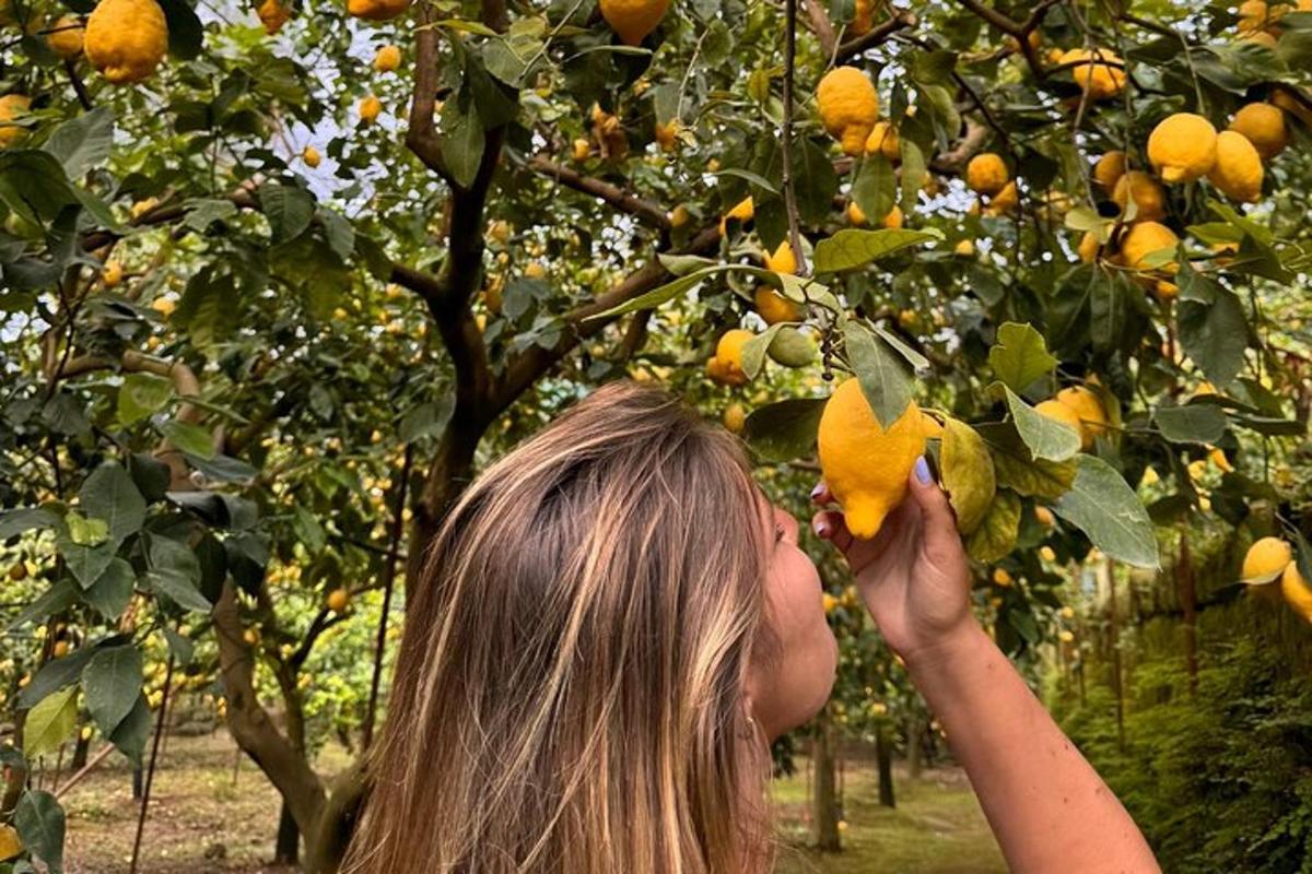 ženska nabira pomaranče z drevesa pomarančevca