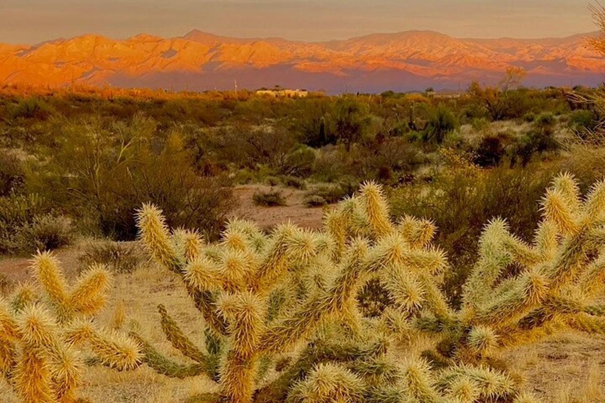 Un cactus en el desierto con montañas al fondo.