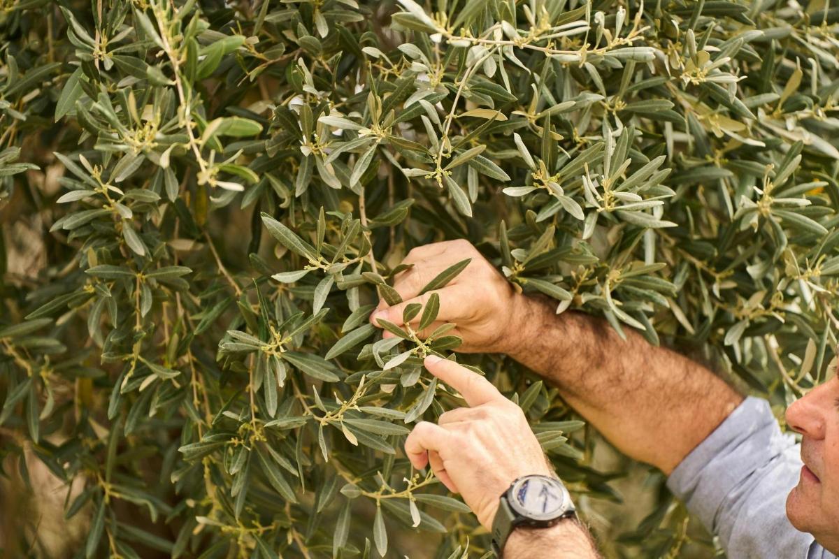 תמונה מספר 1 של האטרקציה