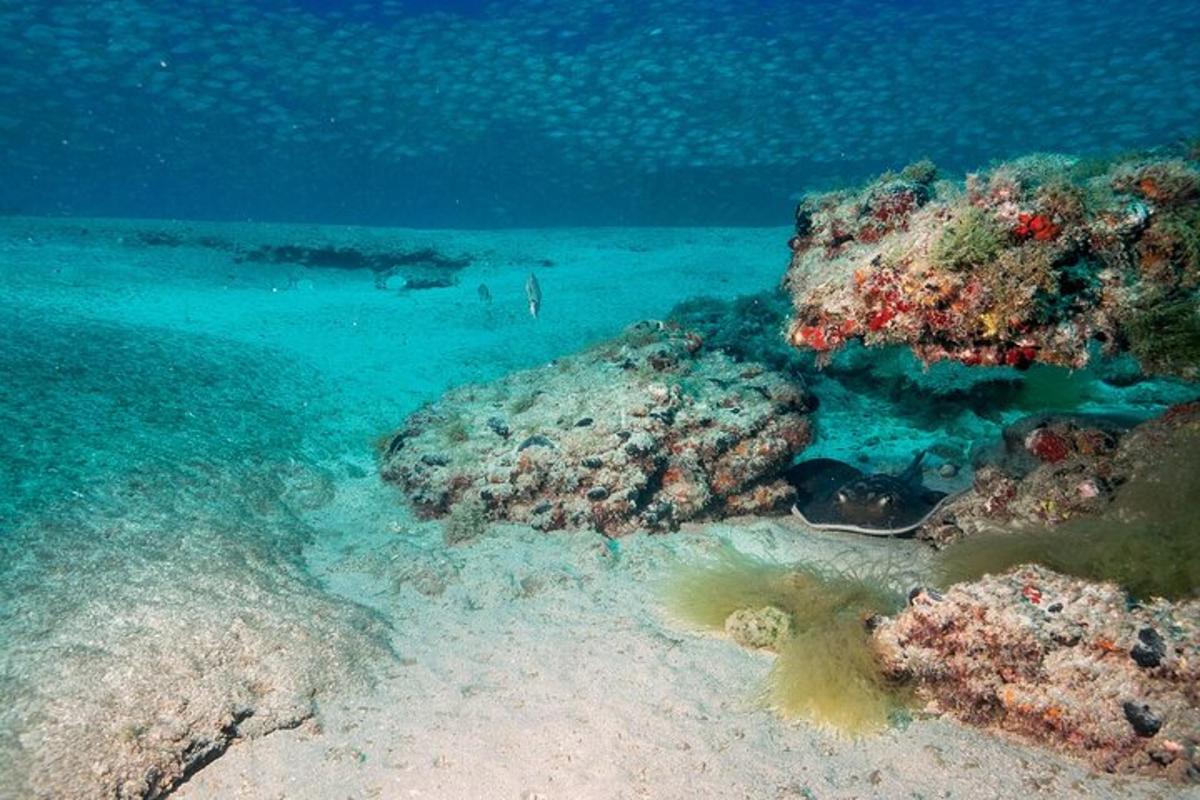 una barriera corallina con una persona nell'oceano