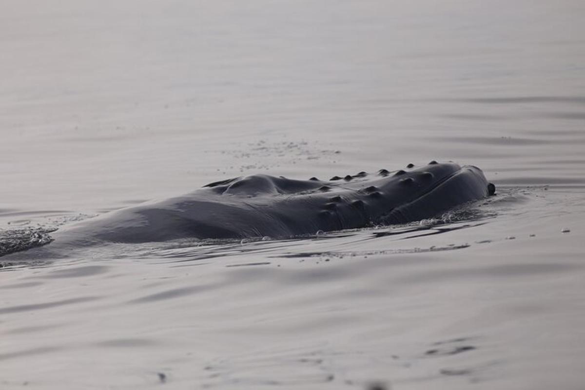 Un elefante está nadando en el agua