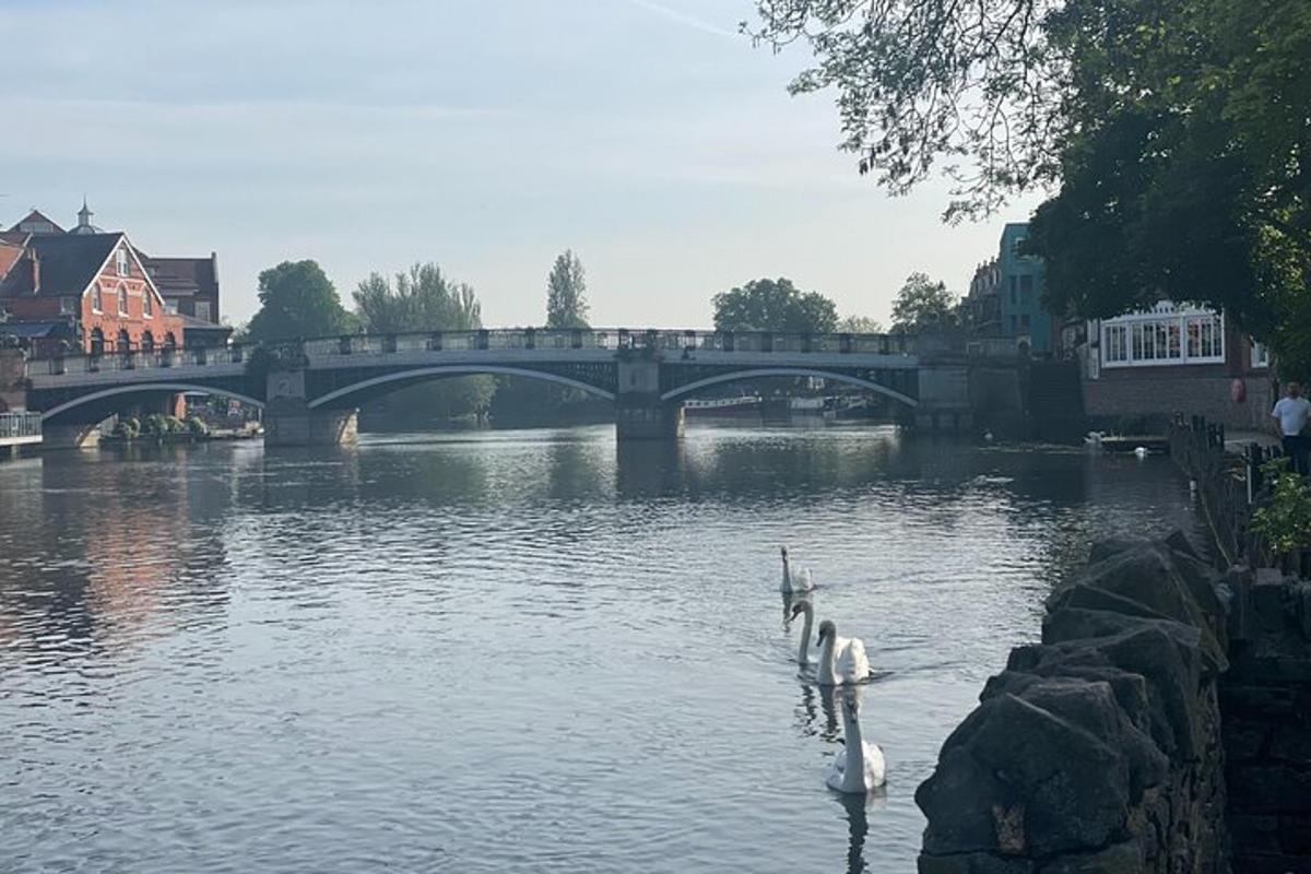 due cigni che nuotano in un fiume con un ponte