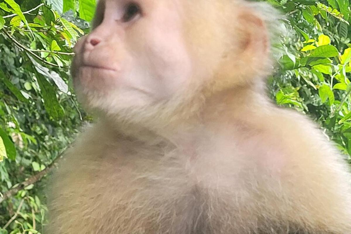 si amonkey ay nakatingin sa isang bagay sa di kalayuan