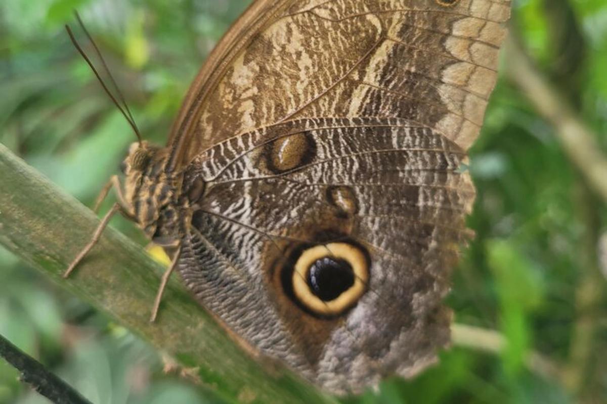 una farfalla seduta in cima a una foglia