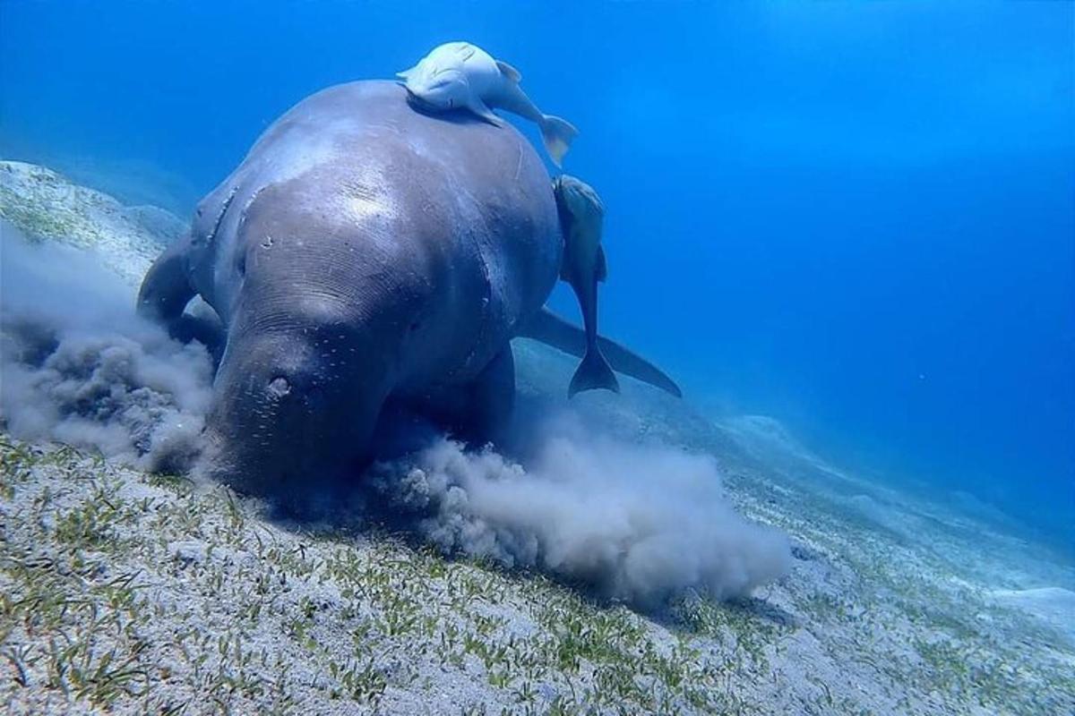 un elefant està estirat a terra a l'aigua