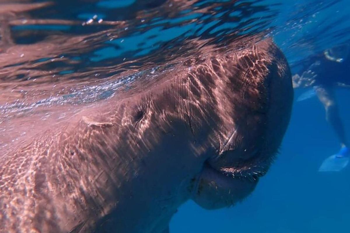 Un primer plano de un animal en el agua.