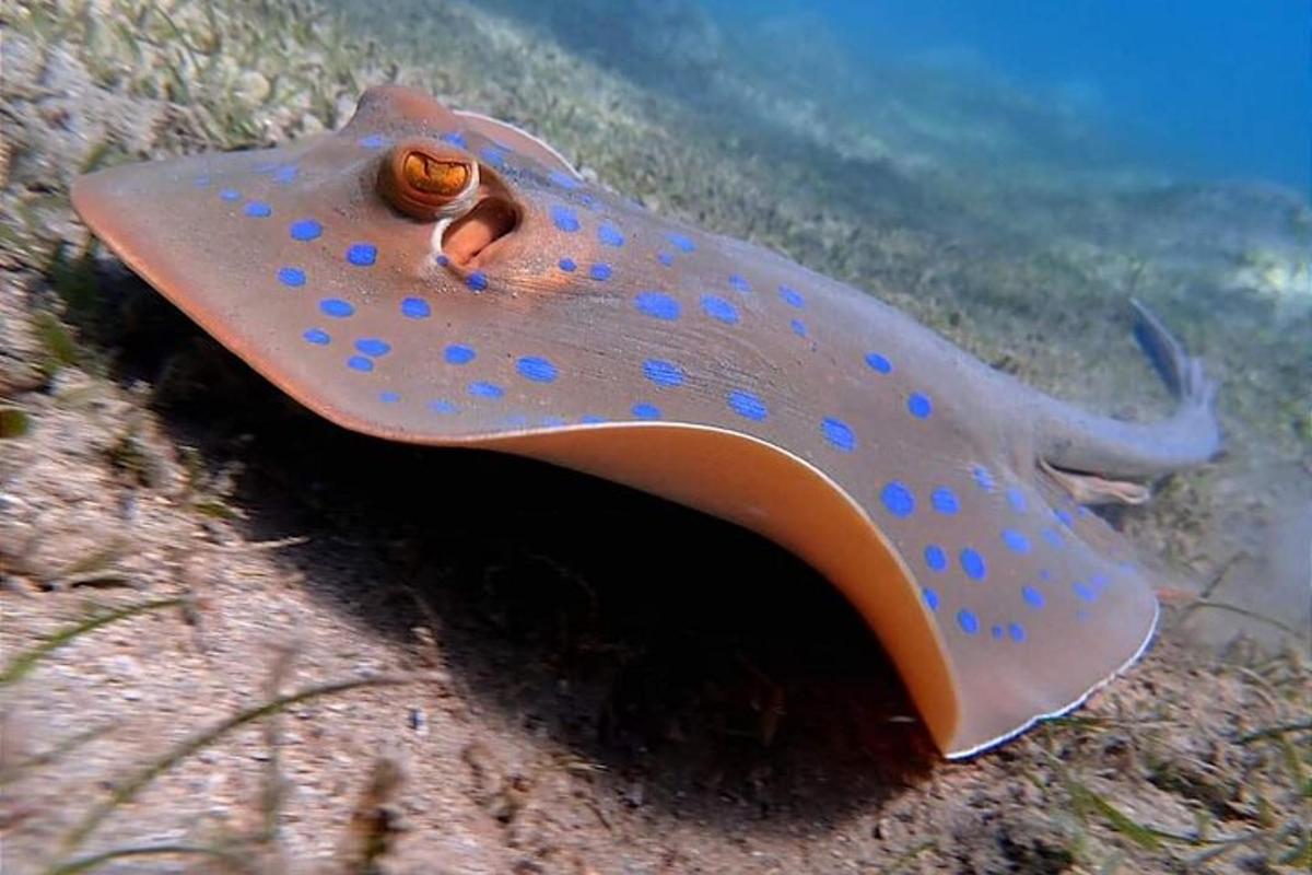 Una raya está sentada en el océano