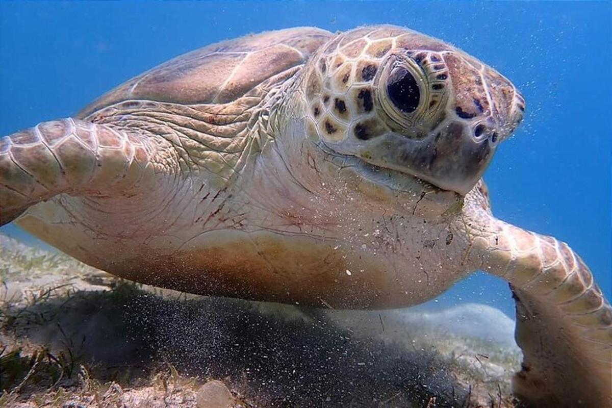 una tortuga verda nedant a l'aigua