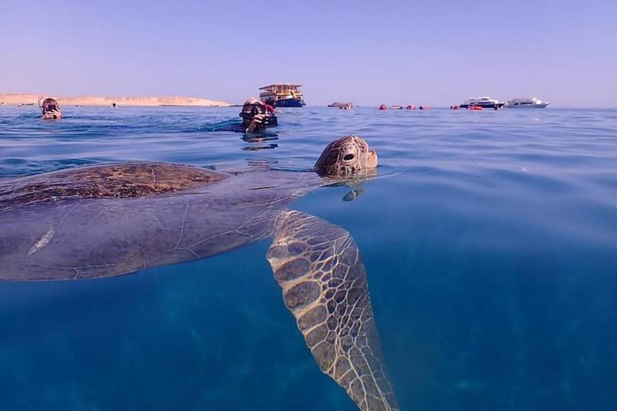 зелена морска костенурка, плуваща във водата