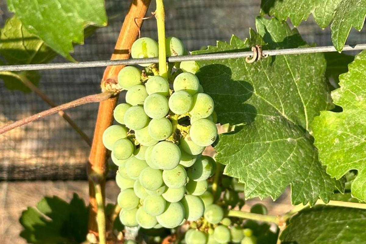 un grappolo d'uva verde appeso a una vite