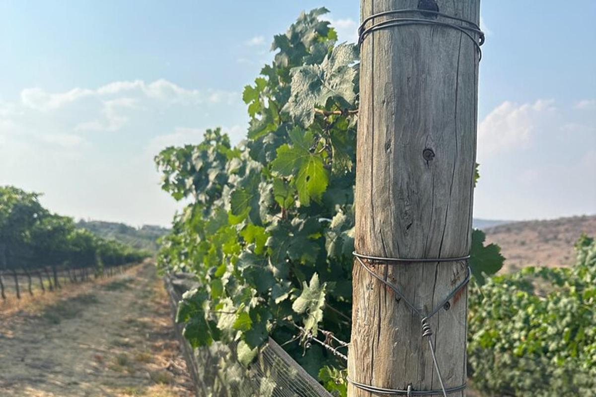 un palo di legno davanti a una fila di viti