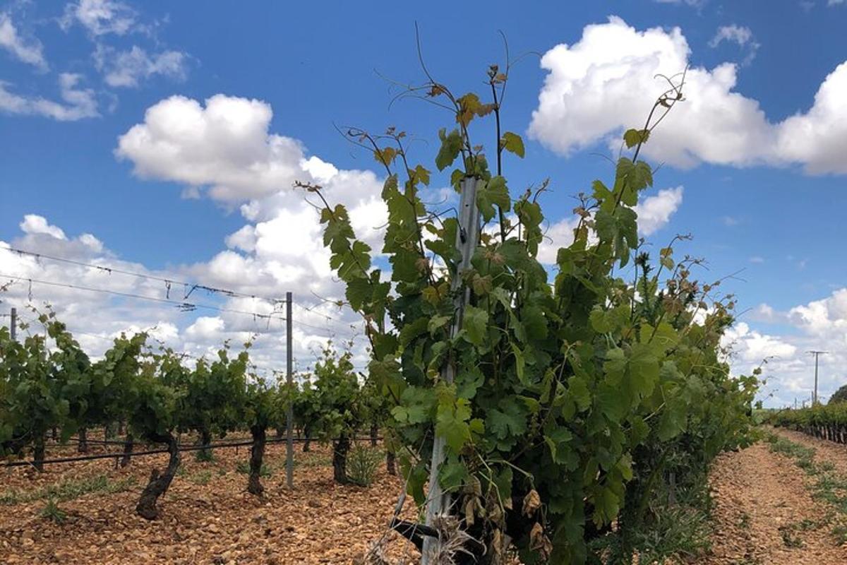a row of green plants in a vineyard