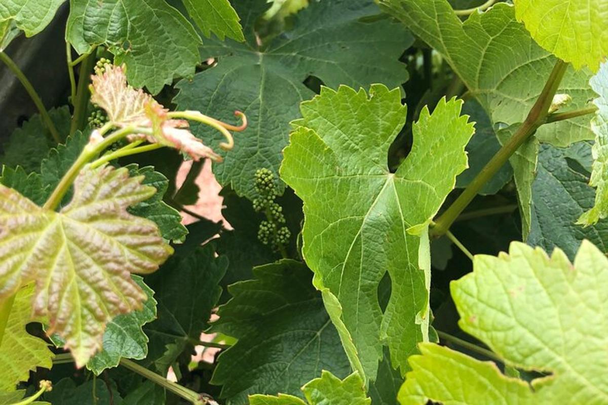 a close up of a plant with green leaves