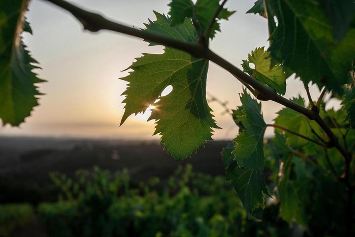 a leaf on a tree branch with the sunset in the background