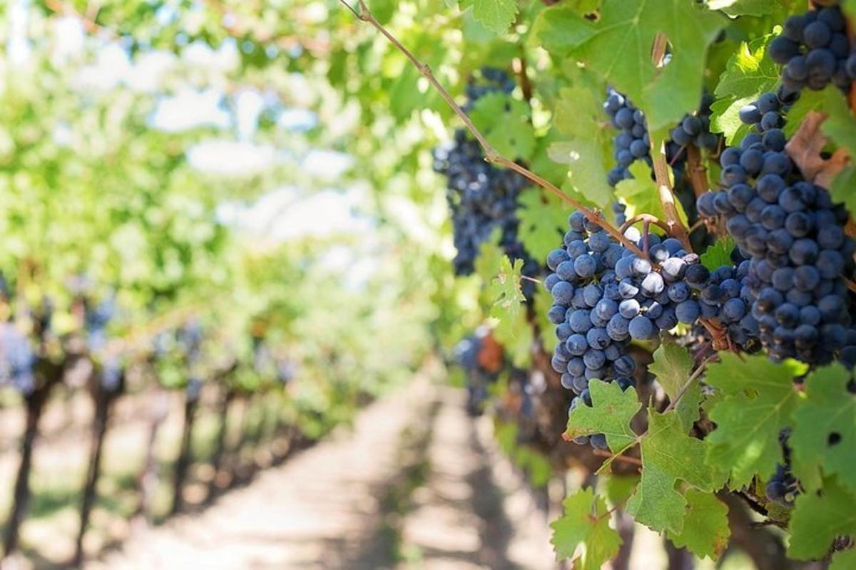 a bunch of grapes hanging in a vineyard