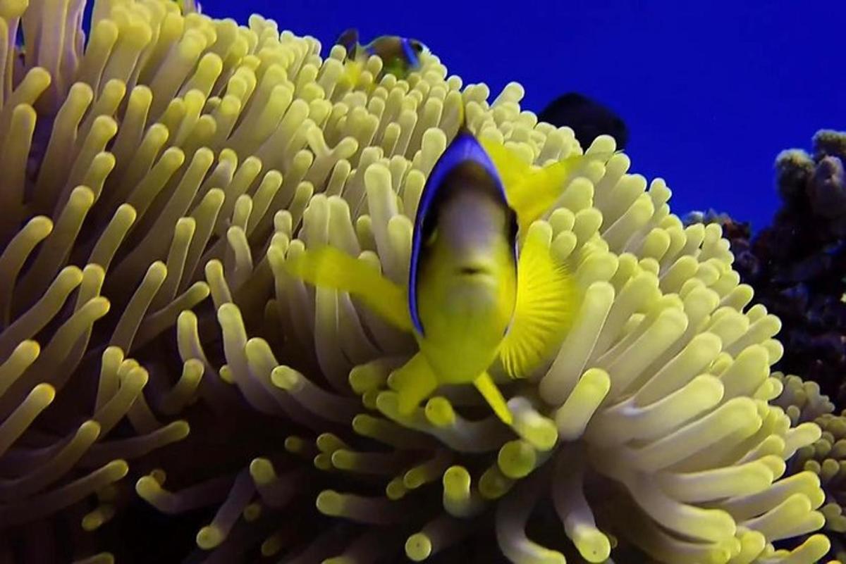 ein gelber Clownfisch, der in einer Meereskoralle schwimmt