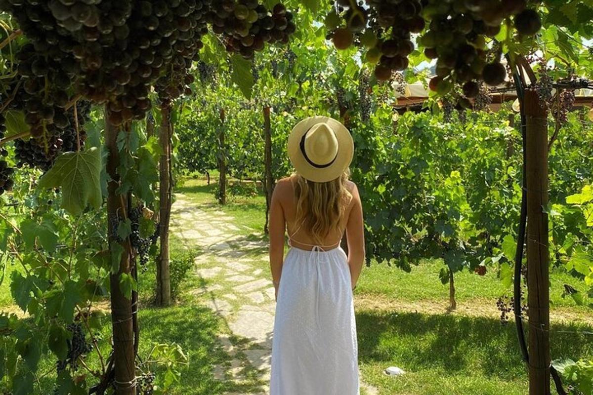 žena ve slaměném klobouku procházející se vinicí