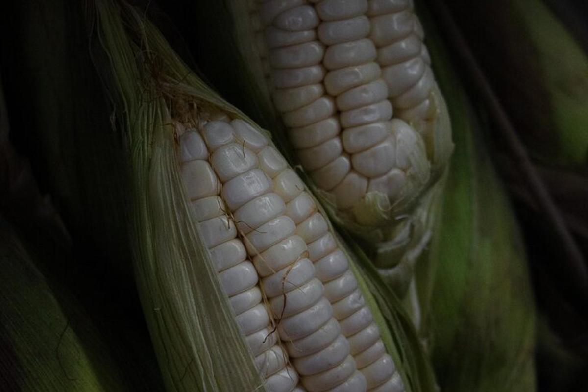 gambar dekat tongkol jagung dalam tumbuhan